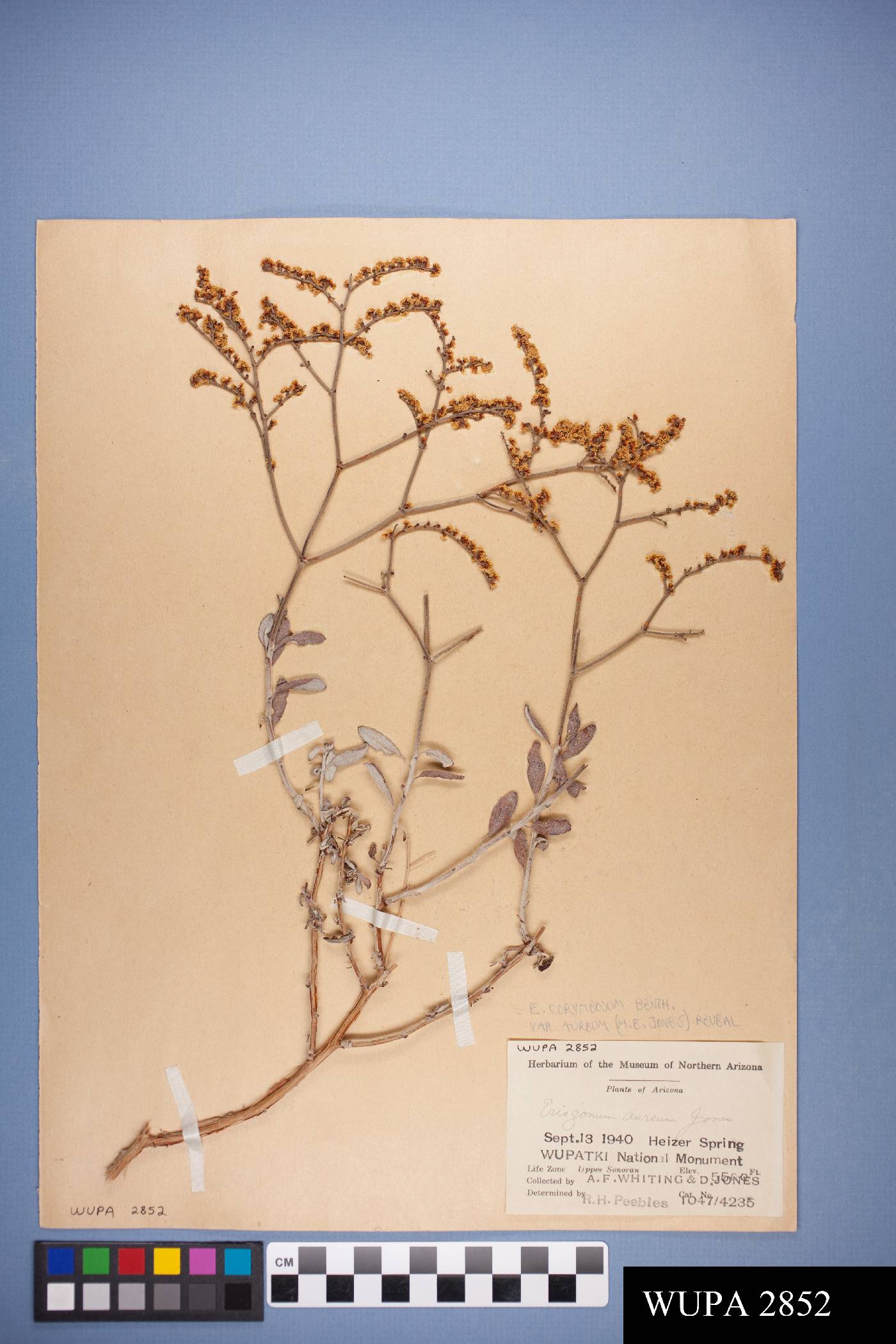 Eriogonum corymbosum var. aureum image